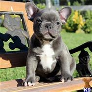 french bulldog puppy posted by xkeith85
