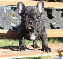 french bulldog puppy posted by xkeith85