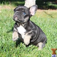 french bulldog puppy posted by xkeith85