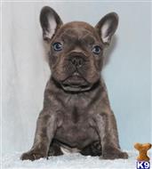 french bulldog puppy posted by xkeith85