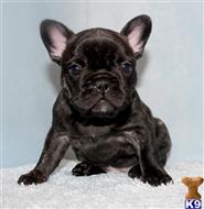 french bulldog puppy posted by xkeith85