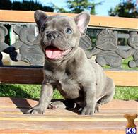 french bulldog puppy posted by xkeith85