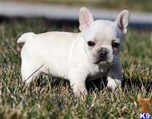 63+ French Bulldog For Sale California