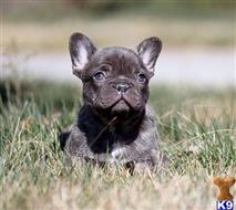french bulldog puppy posted by xkeith85