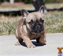 french bulldog puppy posted by xkeith85