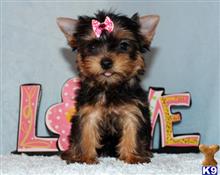 yorkshire terrier puppy posted by xkeith85