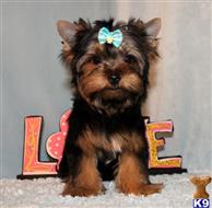 yorkshire terrier puppy posted by xkeith85