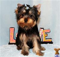 yorkshire terrier puppy posted by xkeith85