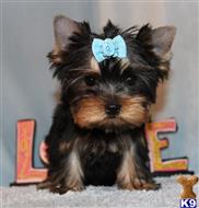 yorkshire terrier puppy posted by xkeith85