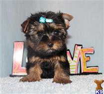 yorkshire terrier puppy posted by xkeith85