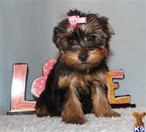 yorkshire terrier puppy posted by xkeith85