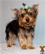 yorkshire terrier puppy posted by xkeith85