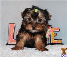 yorkshire terrier puppy posted by xkeith85