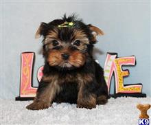 yorkshire terrier puppy posted by xkeith85