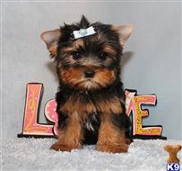 yorkshire terrier puppy posted by xkeith85