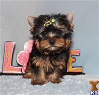 yorkshire terrier puppy posted by xkeith85
