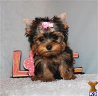 yorkshire terrier puppy posted by xkeith85
