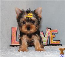 yorkshire terrier puppy posted by xkeith85