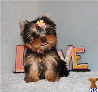 yorkshire terrier puppy posted by xkeith85