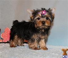 yorkshire terrier puppy posted by xkeith85