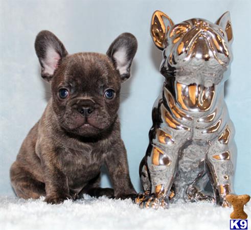 bulldog puppies for sale in california bulldog puppies for sale in california bulldog puppies for sale in california bulldog puppies for sale in california