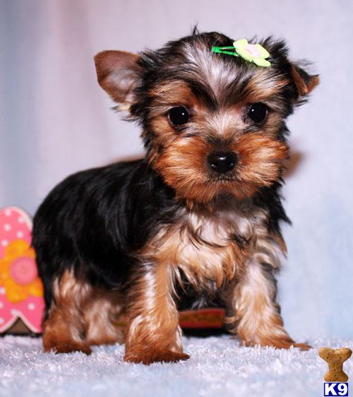 boy teacup yorkie names terrier puppy for sale micro tiny teacup yorkie puppy boy addy 5 years boy teacup yorkie names terrier puppy for sale micro tiny teacup yorkie puppy boy addy 5 years