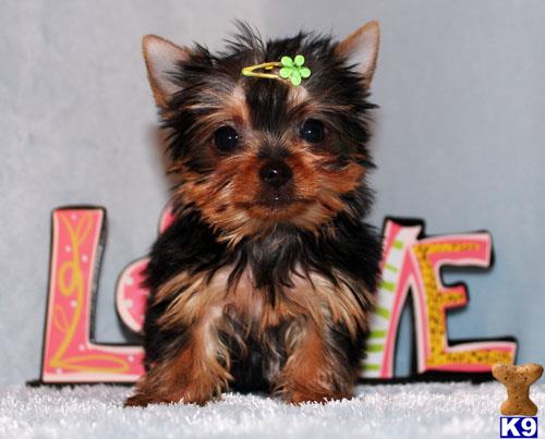 yorkshire terrier puppy posted by xkeith85