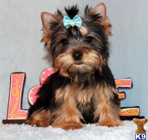 yorkshire terrier puppy posted by xkeith85