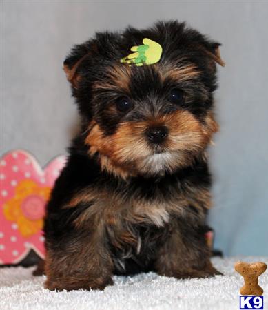 yorkshire terrier puppy posted by xkeith85