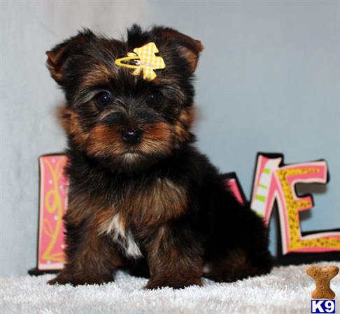 yorkshire terrier puppy posted by xkeith85