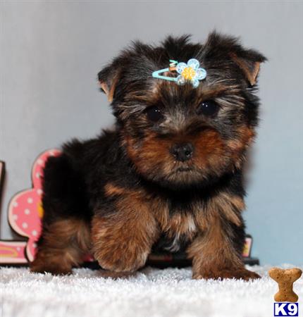 yorkshire terrier puppy posted by xkeith85