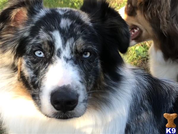 a close up of a australian shepherd dog