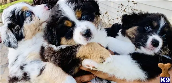 Australian Shepherd stud dog