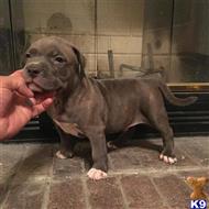 American Pit Bull