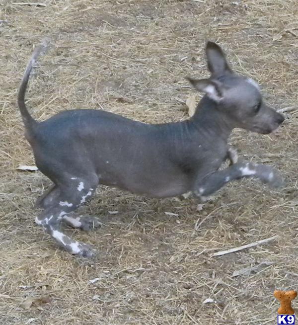 Xoloitzcuintli Puppy for Sale Randy 11 Years old