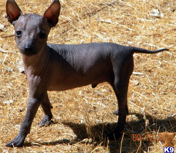 xoloitzcuintli puppies for sale xoloitzcuintli puppy for sale major 6 years xoloitzcuintli puppies for sale xoloitzcuintli puppy for sale major 6 years