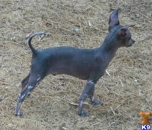 Xoloitzcuintli Puppy for Sale Randy 11 Years old