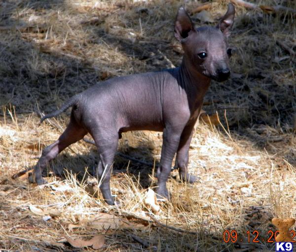 xoloitzcuintli puppies for sale xoloitzcuintli puppy for sale major 6 years xoloitzcuintli puppies for sale xoloitzcuintli puppy for sale major 6 years