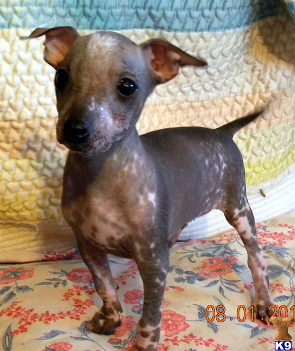 xoloitzcuintli puppies for sale xoloitzcuintli puppy for sale randy 6 years xoloitzcuintli puppies for sale xoloitzcuintli puppy for sale randy 6 years