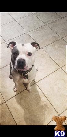 a american bully dog sitting on the floor