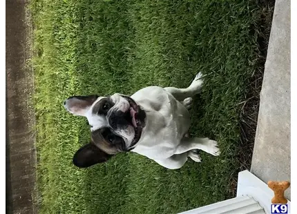 French Bulldog