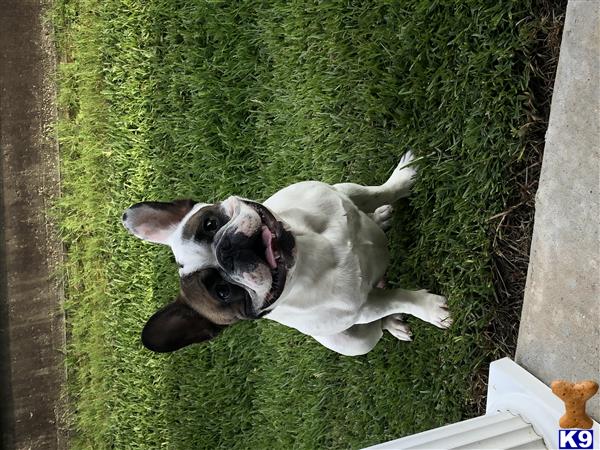 a french bulldog dog lying on grass