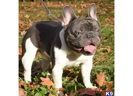 French Bulldog