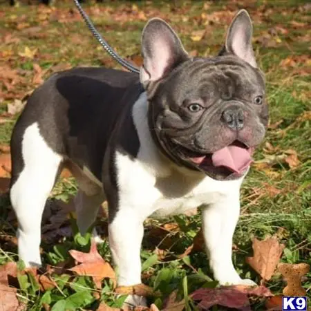 French Bulldog stud dog