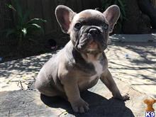 french bulldog puppy posted by xtremebulldogs101010