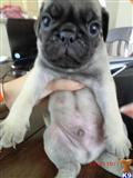 pug puppy posted by xxyy