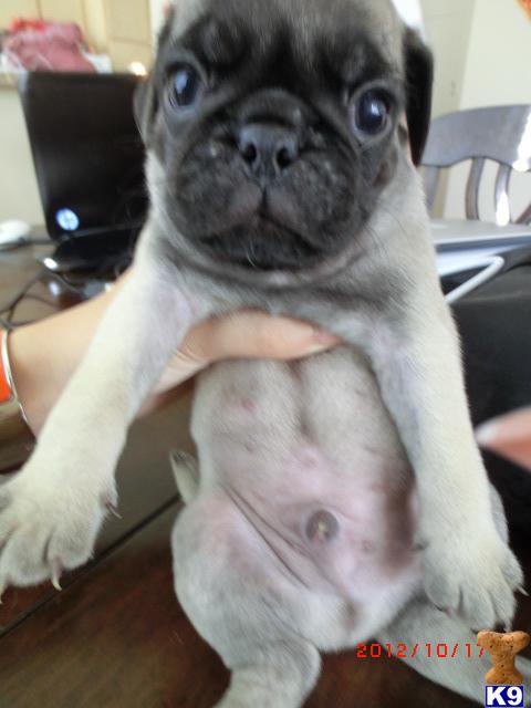 pug puppy posted by xxyy
