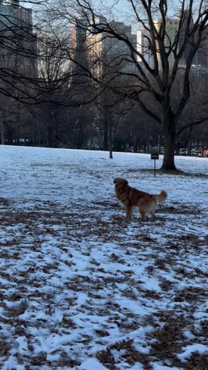 Golden Retriever stud dog: Error: Operation returned an invalid status code BadRequest<br/>Stack Trace:    at Microsoft.Azure.CognitiveServices.Vision.ComputerVision.ComputerVisionClient.<DescribeImageInStreamWithHttpMessagesAsync>d__41.MoveNext()
--- End of stack t
