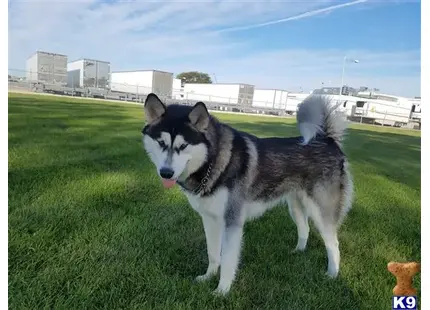 Alaskan Malamute