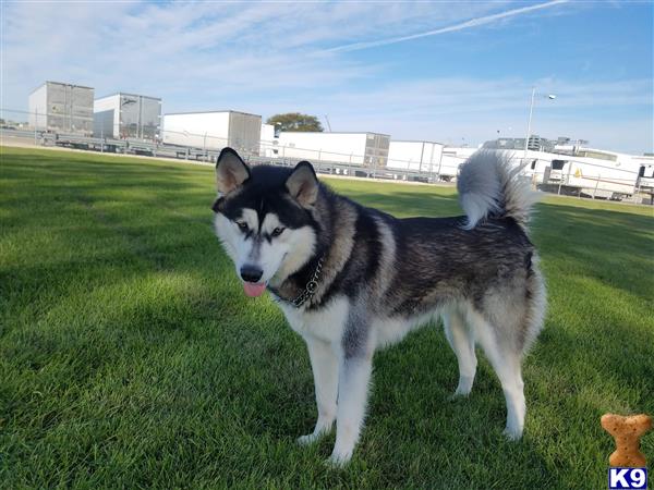 a alaskan malamute dog standing in a grassy area